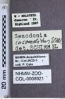 Etiketten zu Senodonia incondita (NHMW-ZOO-COL-0008921)